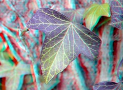 Hedera-blad Trompenburg Rotterdam 3D 40mm-macro