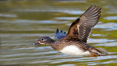 Mandarin - Aix galericulata