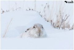 Mountain Hare