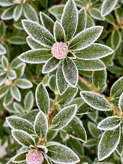 Frosty Rhododendron...