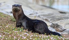 North American River Otter (EXPLORED)