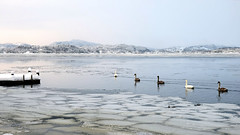 Winter mood in the Osterfjord