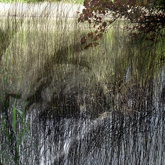 Plongeon dans les roseaux