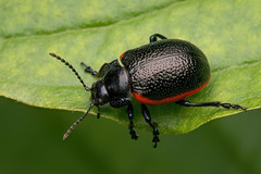 Rotsaum-Blattkäfer (Chrysolina sanguinolenta)