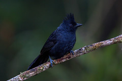 Tufted Antshrike - male