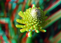 Flower Trompenburg Rotterdam 3D 40mm-macro