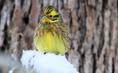 A yellowhammer