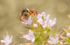 Nomada sp. m. 0454