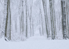 winter forest