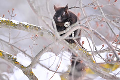 Black Squirrel Among the Tree Buds