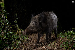 Javali, Wild boar(Sus scrofa)