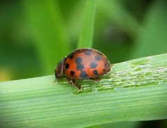 24-spot Ladybird Subcoccinella vigintiquattuorpunctata