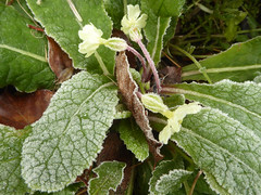 Frozen primroses