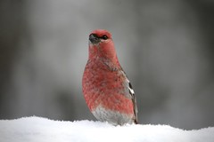 Pine Grosbeak ♂