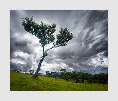 dunkle Wolken über dem Feenwald