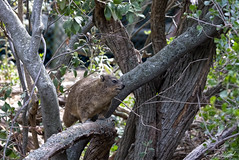 Rock Hyrax