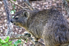 Rock Hyrax