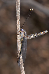 Owlfly - Megacmonotus magnus