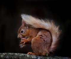 Red squirrel