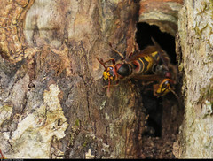 20230819_05 European hornets (Vespa crabro) in Klippans Naturreservat, Härryda, Sweden