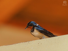 Barn swallow