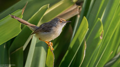 Graceful Prinia