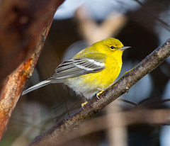 Pine Warbler