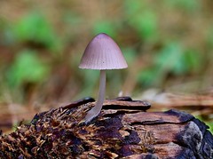 Pine-cone Bonnet Mycena seynii Qué