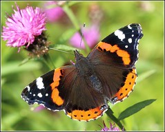 Red Admiral Butterfly ...