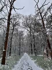 Leave only footsteps - Hoge Veluwe with blueberry bushes, Netherlands