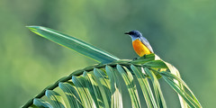 Orange-bellied Flowerpecker (Dicaeum trigonostigma trigonostigma) - 20240320-06U