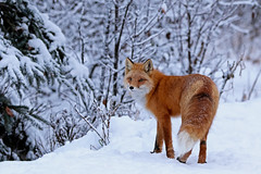 Little Female Red Fox Posing Near The Den Entrance