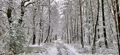 Hoge Veluwe winter path, Netherlands