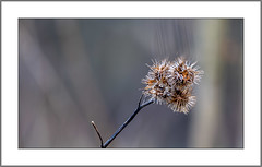 Distel im Winter (Thistle in winter)