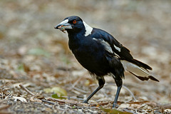 Australian Magpie // Verdugo-flautista