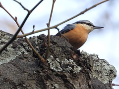 Sittelle torchepot (Sitta europaea)