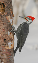 Grand Pic   -  Pileated Woodpecker