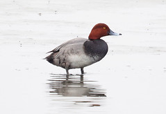 Redhead - Aythya americana, Pea Island National Wildlife Refuge, Rodanthe, North Carolina, January 27, 2024