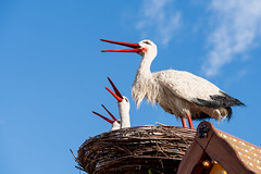 Cute stork decoration on a Christmas market booth in Colmar, Alsace France