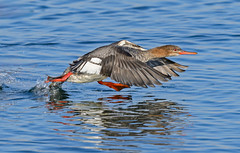 Red Breasted Merganser (hen)