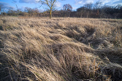 Ocean of Grass