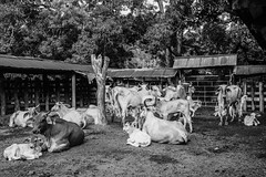 Brahman cattle in Costa Rica