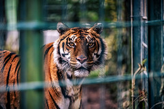 Zoo Braunschweig Tiger