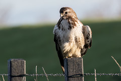 Buizerd-Common Buzzard (Buteo buteo)