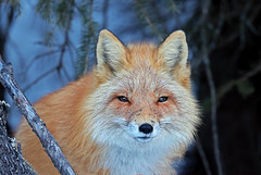 Battle Scars On This Old Male Red Fox