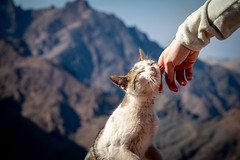 Cats of Petra