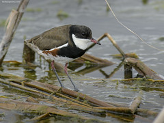 Red-kneed Dotterel: Dapper