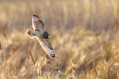 Short Eared Owl 2