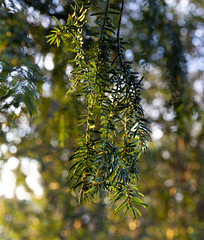 Yew (Taxus baccata)