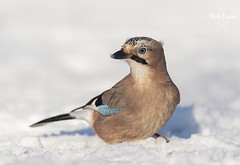 Snowy Jay